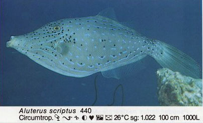 Aluterus scriptus